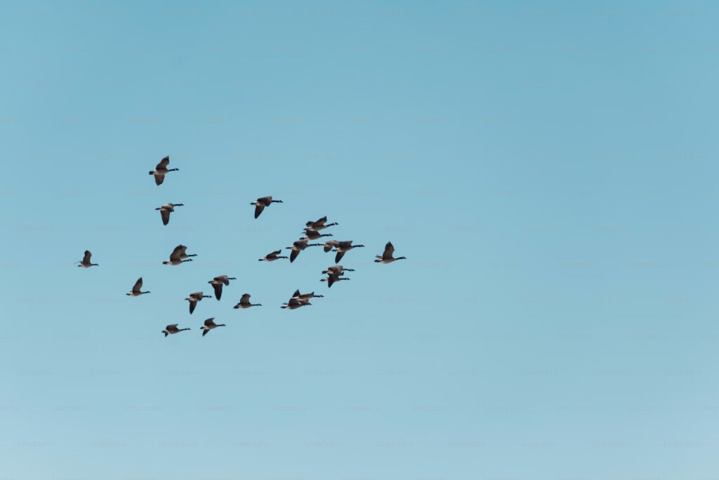Oiseaux dans un ciel bleu