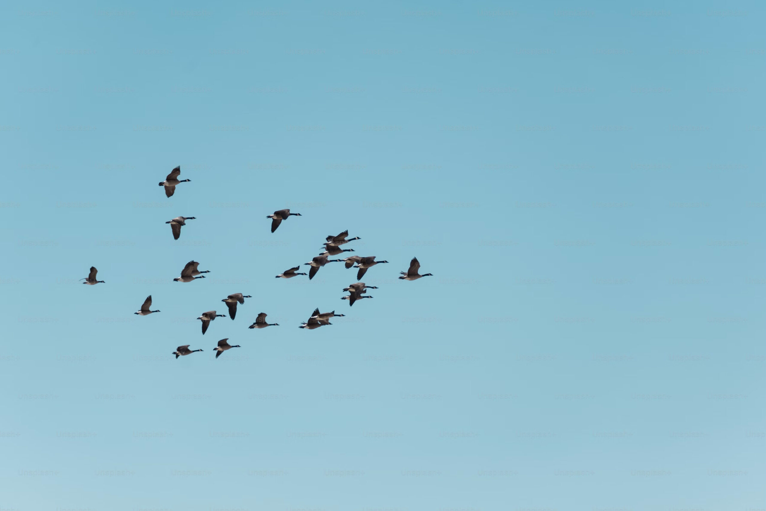 Oiseaux dans un ciel bleu