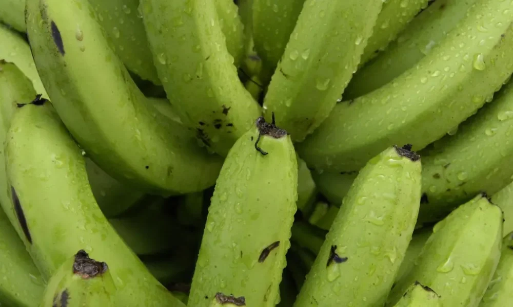 Mise en demeure de la Compagnie Fruitière, un des principaux producteurs et distributeurs de bananes en Europe