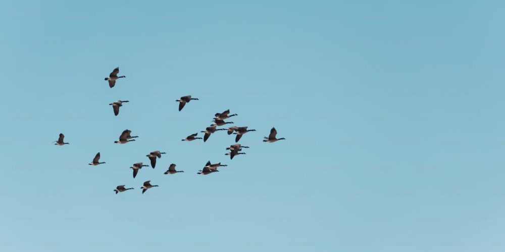 Oiseaux dans un ciel bleu