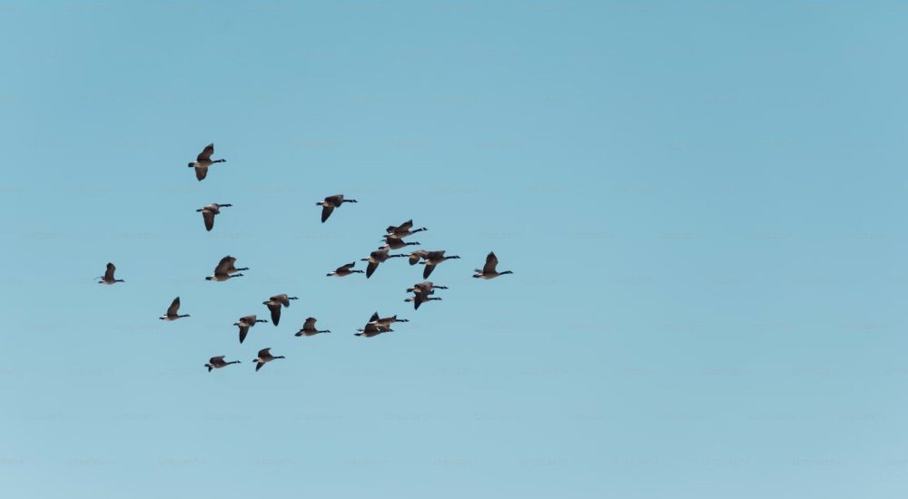 Oiseaux dans un ciel bleu