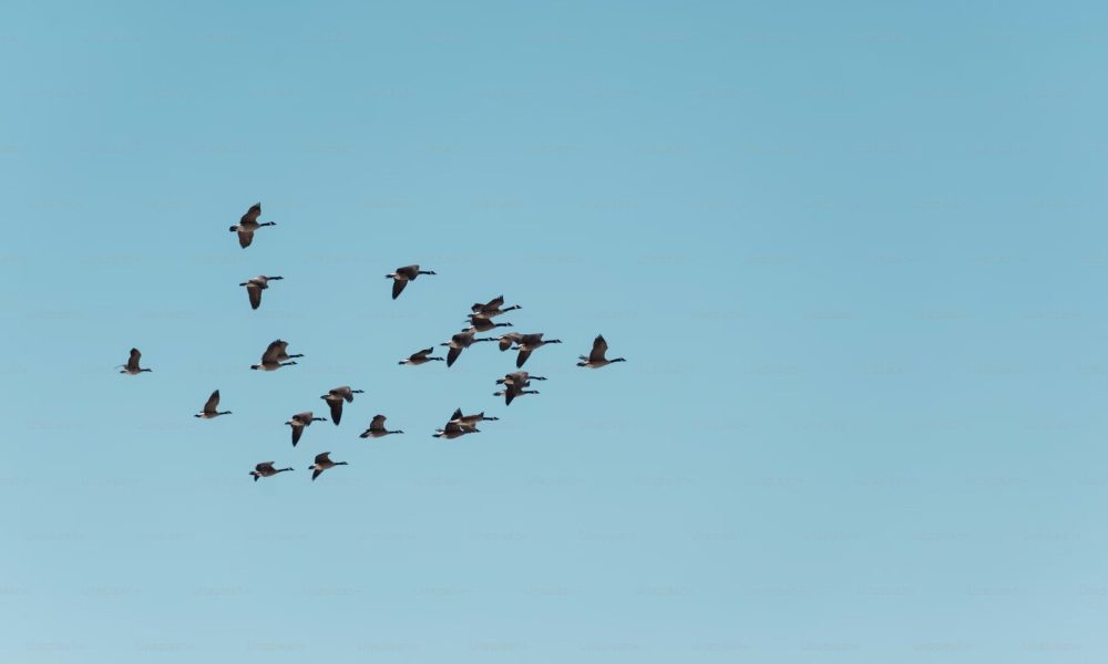 Oiseaux dans un ciel bleu