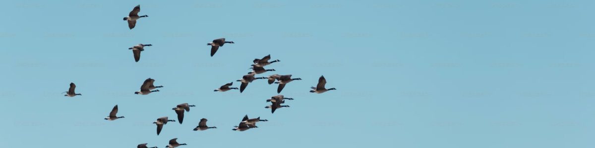 Oiseaux dans un ciel bleu
