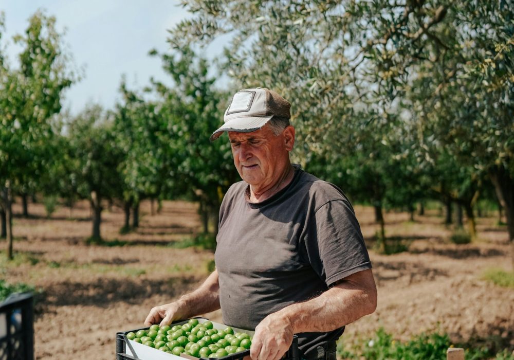 Photo représentant un saisonnier ramassant des prunes vertes.