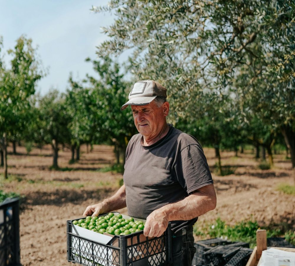 Photo représentant un saisonnier ramassant des prunes vertes.